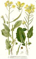 Sinapis arvensis 